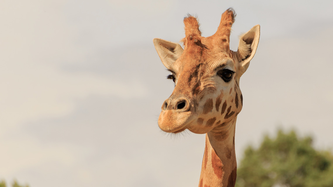 Giraffe at the Dubbo zoo