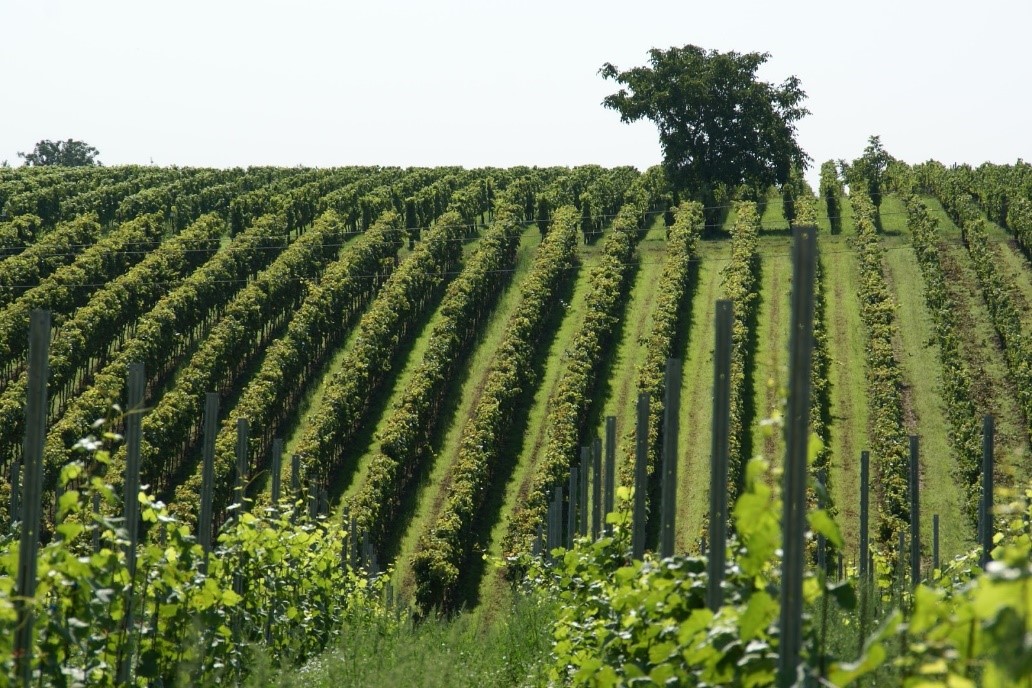 Picture of the vinyards rolling gently over the hill