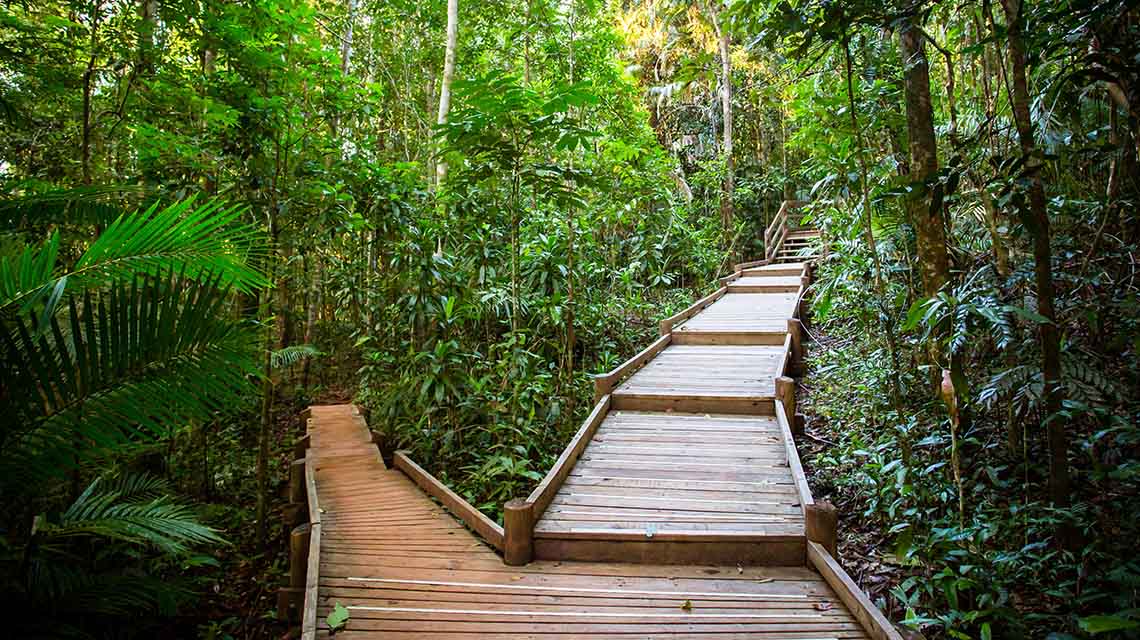 The Daintree Rainforest from the forest floor