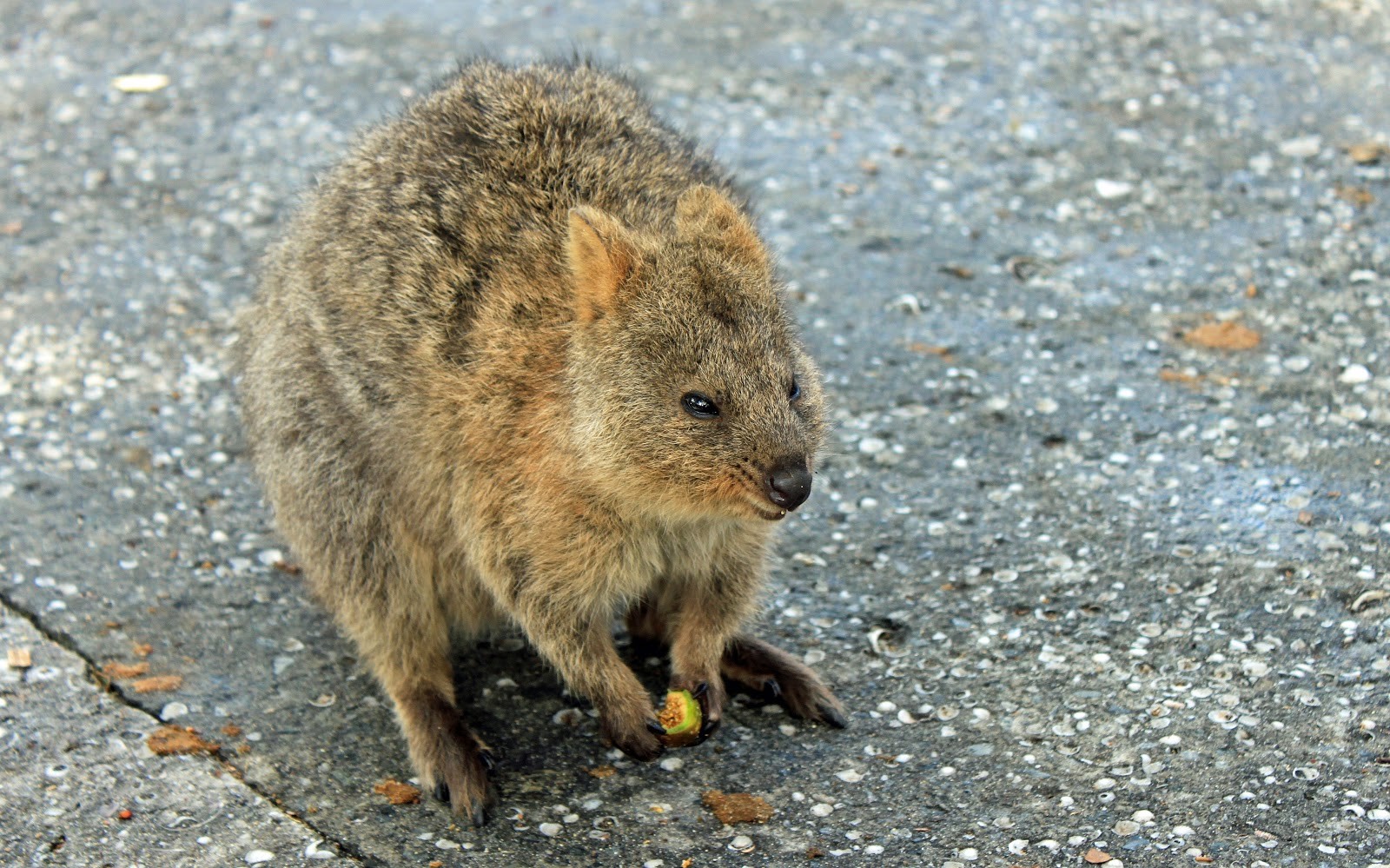 a very cute Quokka on Rottnest Island