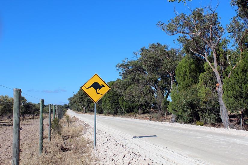 Kangaroos ahead road sign